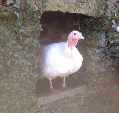 Heath Farm Christmas Turkeys