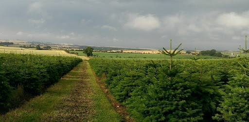 Mendip Christmas Tree Farm