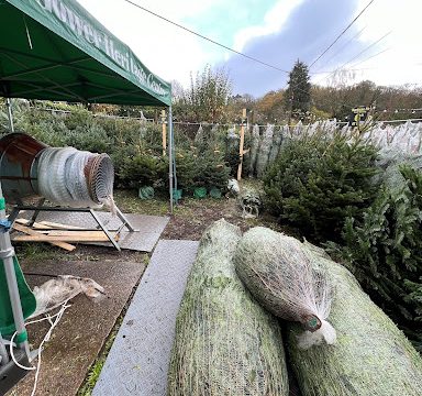 Real Christmas Trees Gower