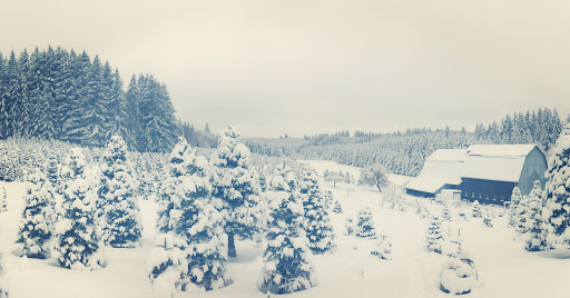 Trenholm Tree Farm