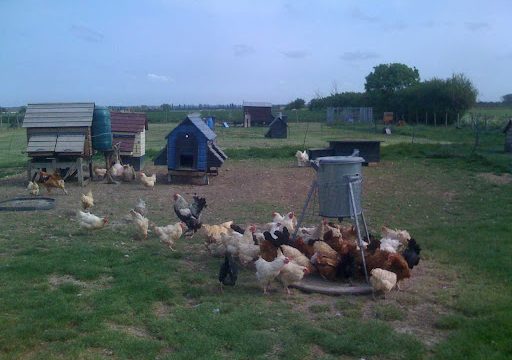 Barling Poultry