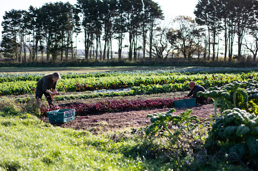 Big Meadow Community Supported Agriculture