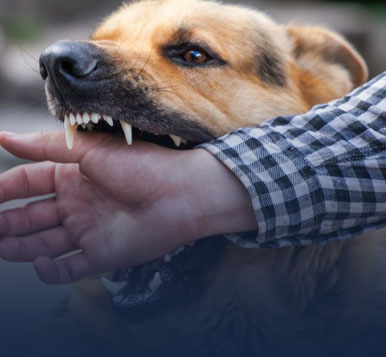 Dog Bite Defence Attorney Palm Springs