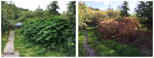 Green Leaf Remediation (South Wales) Knotweed Removal & Tree Services