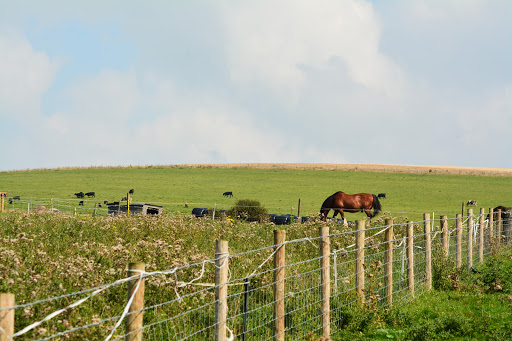 Mile Oak Farm