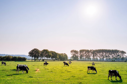 North Armagh Feeds