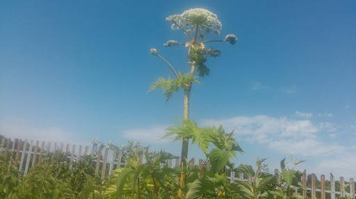 Invasive Weed Management LTD Japanese Knotweed Removal Specialists