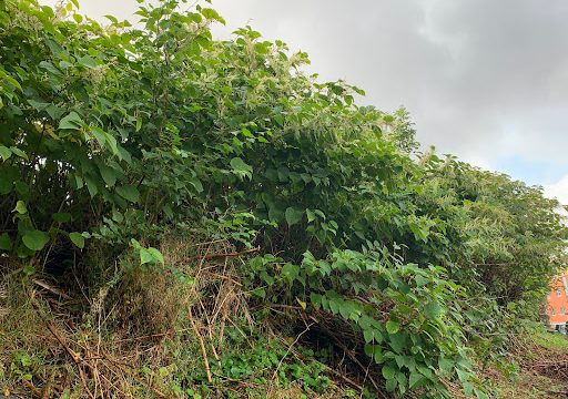 Japanese Knotweed Specialists Manchester