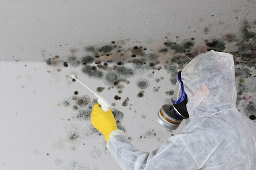 Mould Removal Service Kent