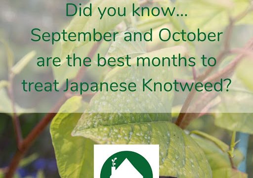 Knotweed Support – Invasive Weed Specialists