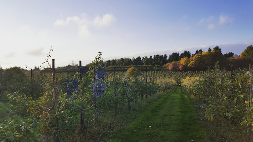 Pippins Farm Orchards