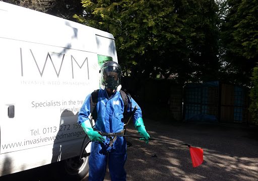 Invasive Weed Management LTD Japanese Knotweed Removal Specialists