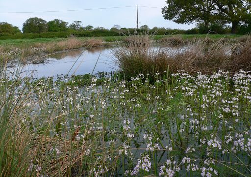 Churton Ecology