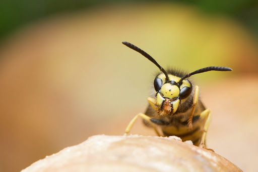 Peak Forest Pest Control