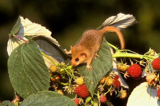 Ecological Planning & Research Ltd Kent