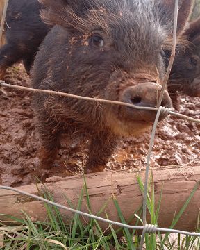 Torbay Coast & Countryside Trust