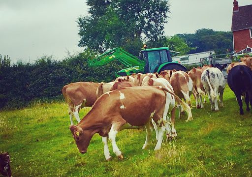 Lacey’s Family Farm Shop