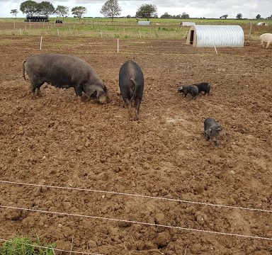 Edfords Care Farm