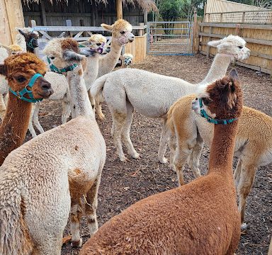 Nanny Sharon’s Alpaca Farm C.I.C