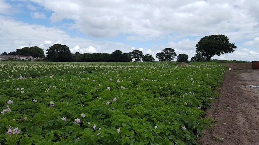 Vineyard Farm