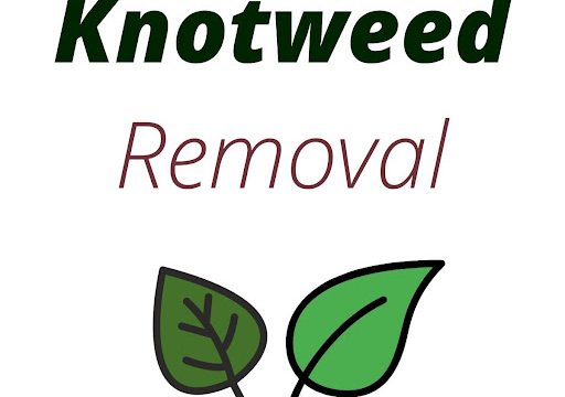 Knotweed Removal Cardiff