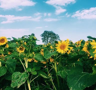 Kenneth Gilpin Farm