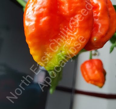 North East Chilli Seeds