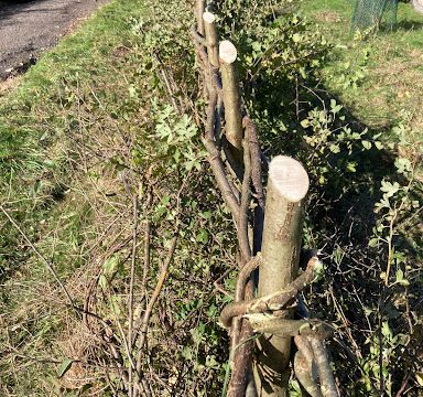 S.Johnson Hedgelaying