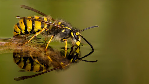 Sonville pest control Edinburgh