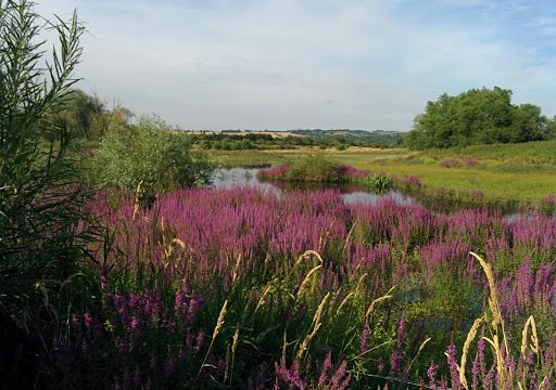 Patteson Court Landfill Site