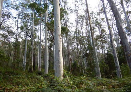 Advanced Arborist & Environmental Reporting – Flora and Fauna  Arborist Reports – Sydney and NSW