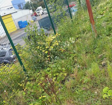 Invasive Weed Management LTD Japanese Knotweed Removal Specialists