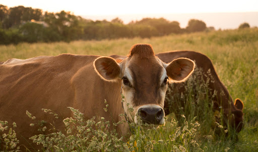 Five Oaks Dairy