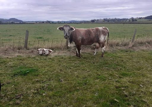 Longhorn Cattle Society