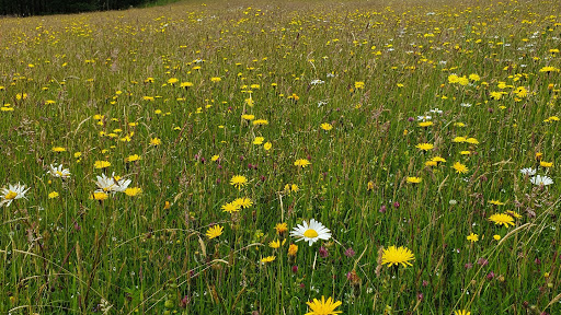 Wild Lakeland