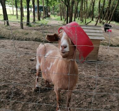 Smiles Sensory and Family Farm Limited