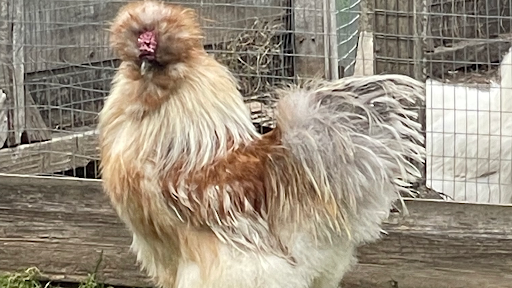 Fylde fancy fowl