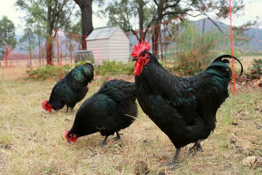 Australorps Farm