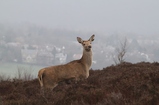 Sheffield & Rotherham Wildlife Trust