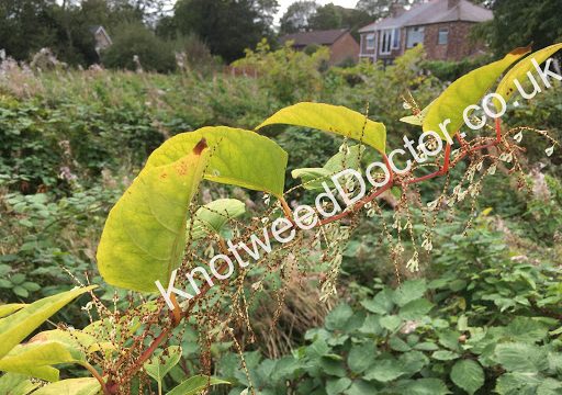 Knotweed Doctor Chester