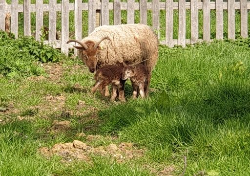 Waltham Place Farm