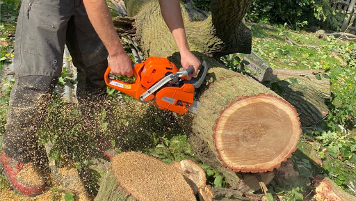 Gravesend Tree surgery