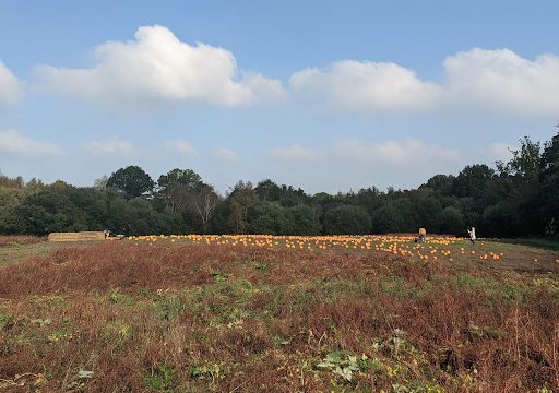 Birchden PYO Pumpkins