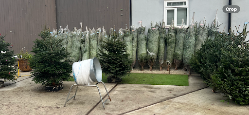 Premium Christmas trees tunbridge wells