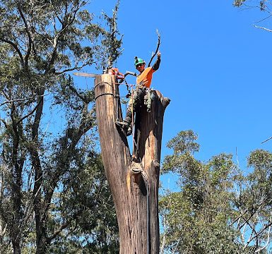 Earth To Sky – Tree Care