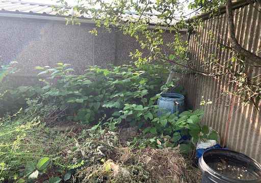 Taylor Total Weed Control – Japanese Knotweed Removal