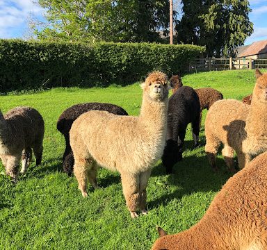 Ballymac Alpaca