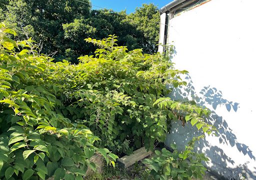 Southwest Knotweed