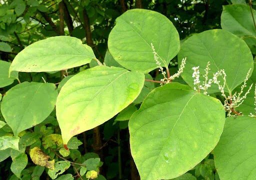 Knotweed Removal Treorchy