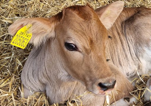 Stoke Park Farm